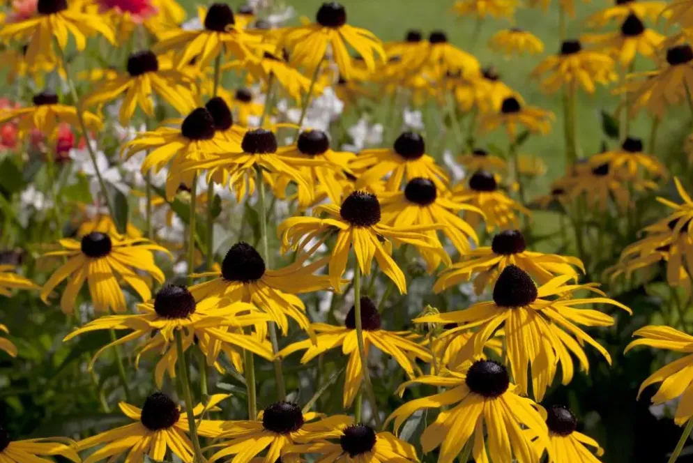 Rudbeckia fulgida 'Goldsturm' (Zonnehoed)