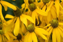 Rudbeckia fulgida 'Goldsturm' (Zonnehoed)