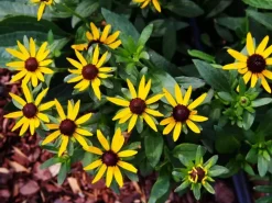 Rudbeckia fulgida 'Little Goldstar' (Zonnehoed)