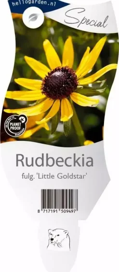 Rudbeckia fulgida 'Little Goldstar' (Zonnehoed)