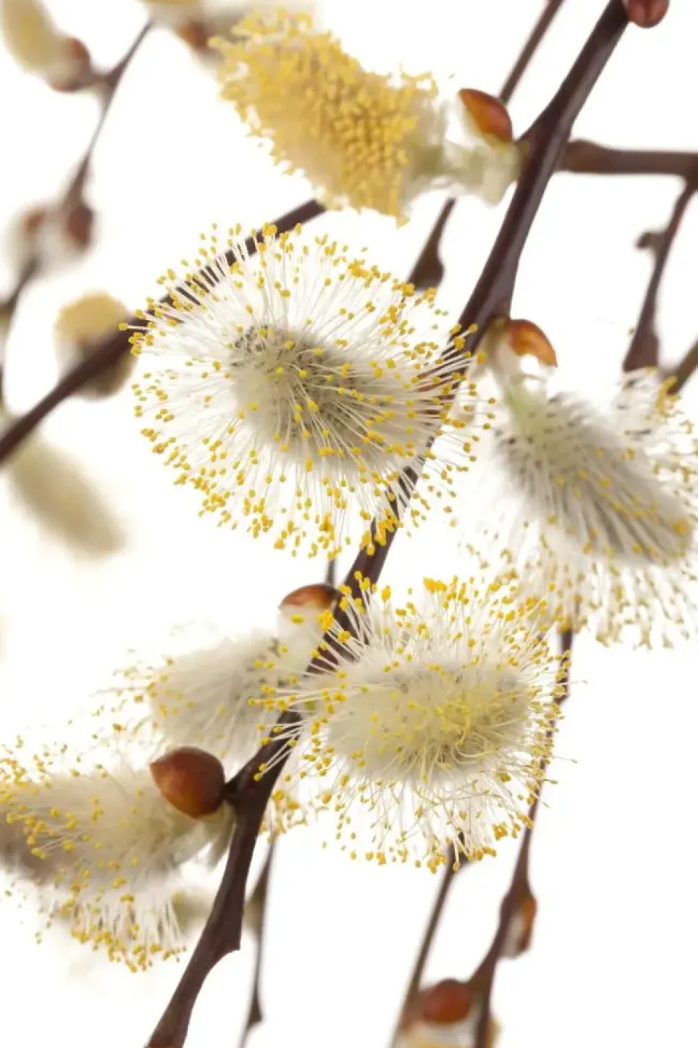 Salix caprea 'Pendula' (Wilg 'Pendula')