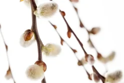Salix caprea 'Pendula' (Wilg 'Pendula')