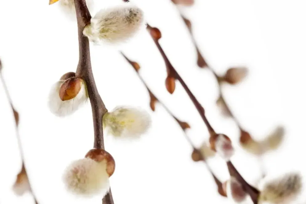 Salix caprea 'Pendula' (Wilg 'Pendula')