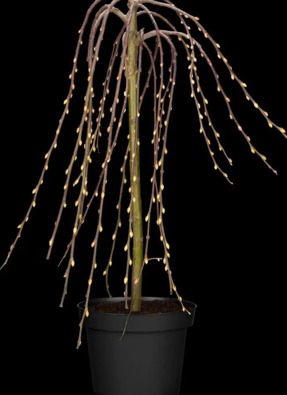 Salix caprea 'Pendula' (Wilg 'Pendula')