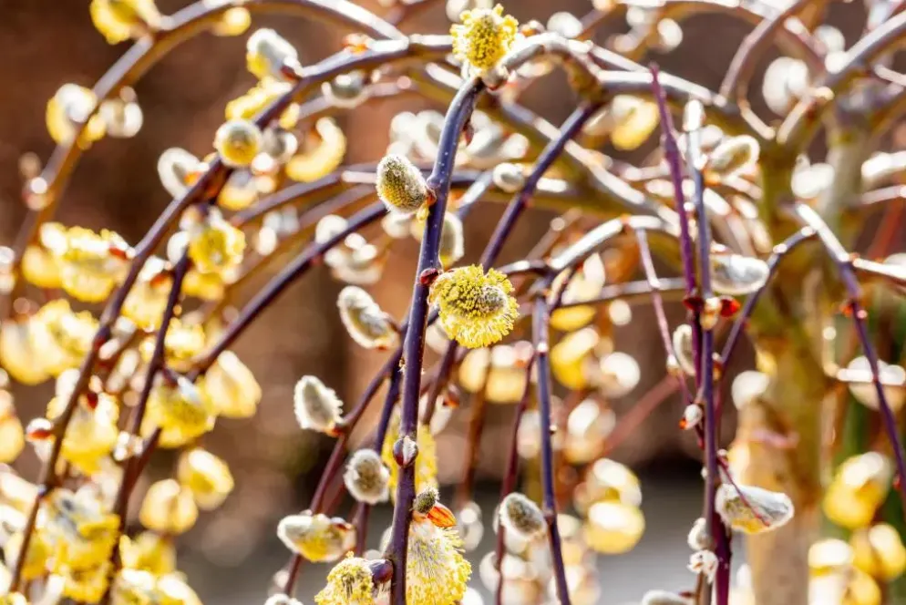 Salix caprea 'Pendula' (Wilg 'Pendula')