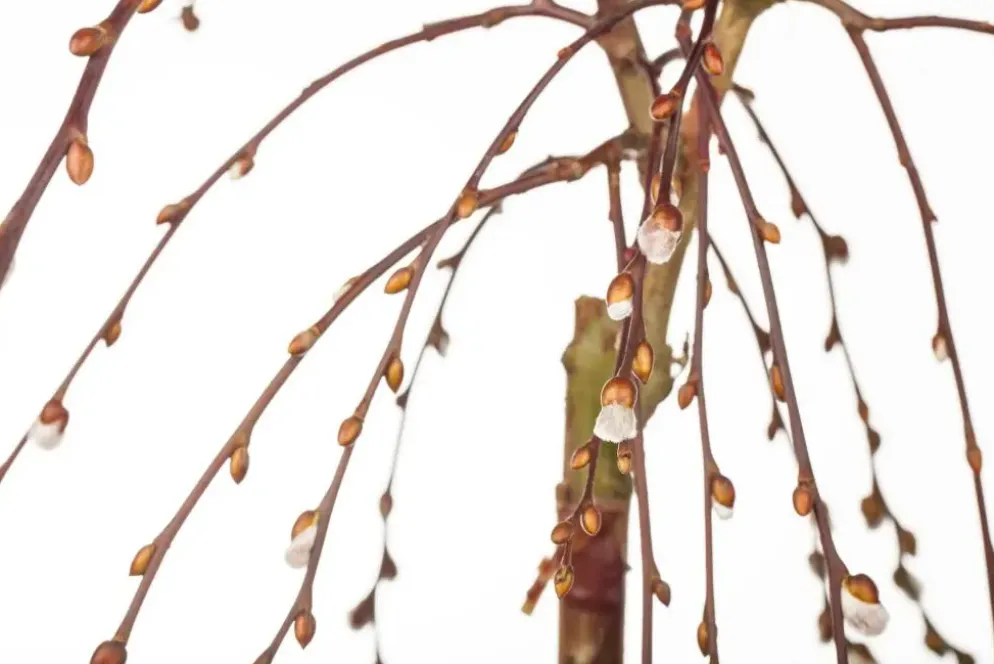 Salix caprea 'Pendula' (Wilg 'Pendula')