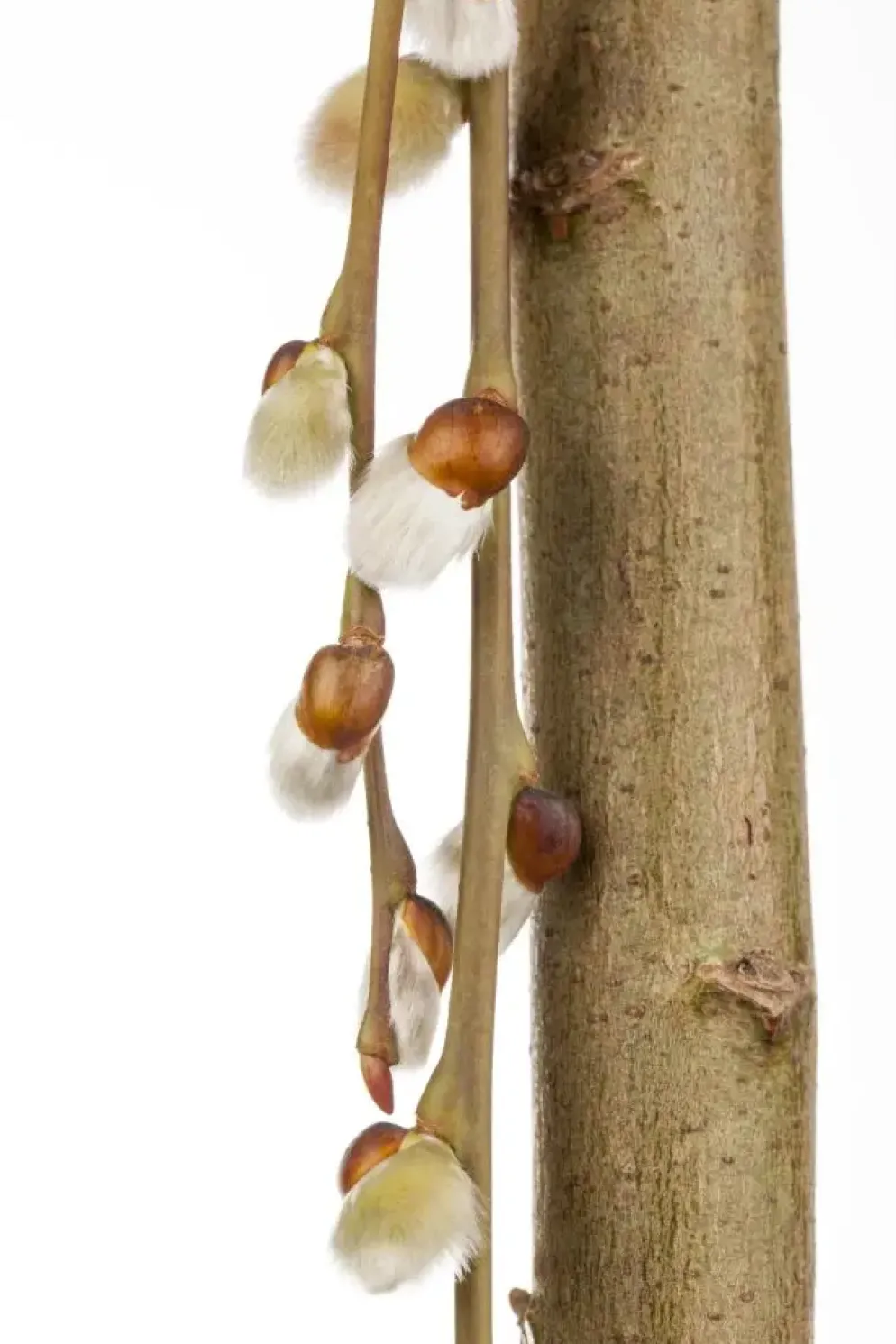 Salix caprea 'Pendula' (Wilg 'Pendula')