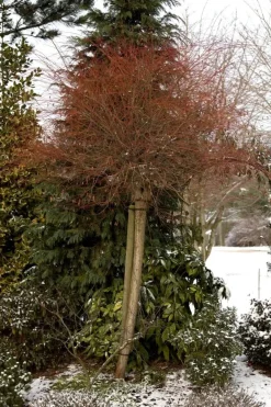 Salix integra 'Hakuro Nishiki' (Wilg 'Hakuro Nishiki')