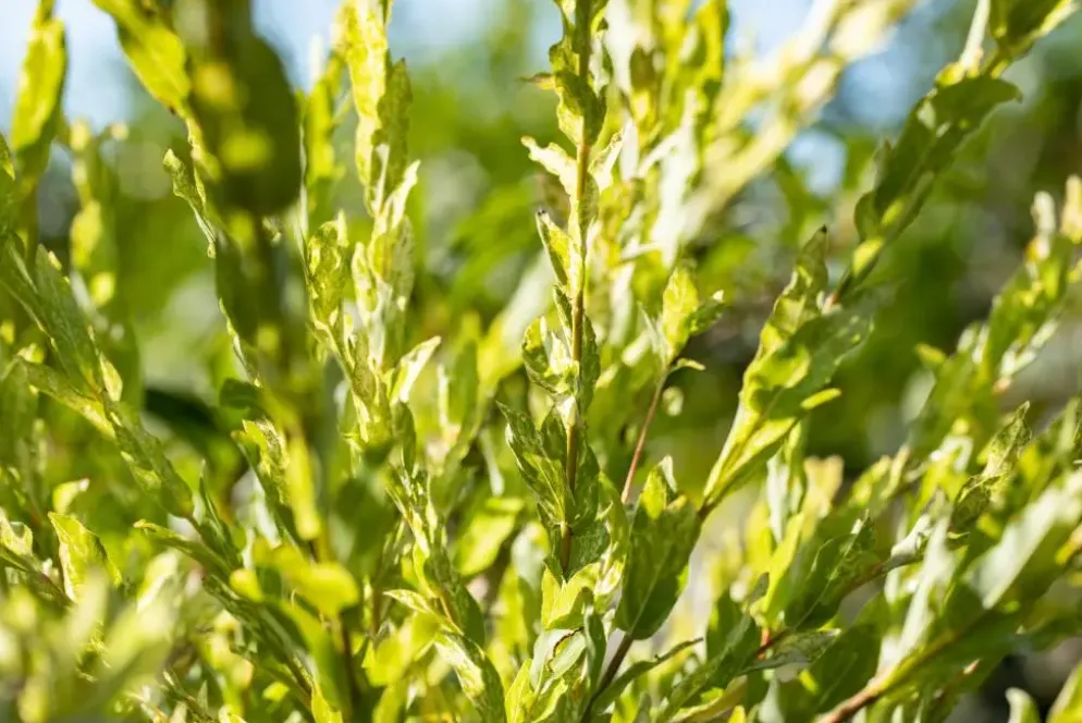Salix integra 'Hakuro Nishiki' (Wilg 'Hakuro Nishiki')
