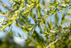 Salix integra 'Hakuro-nishiki' (Bonte wilg) 125cm