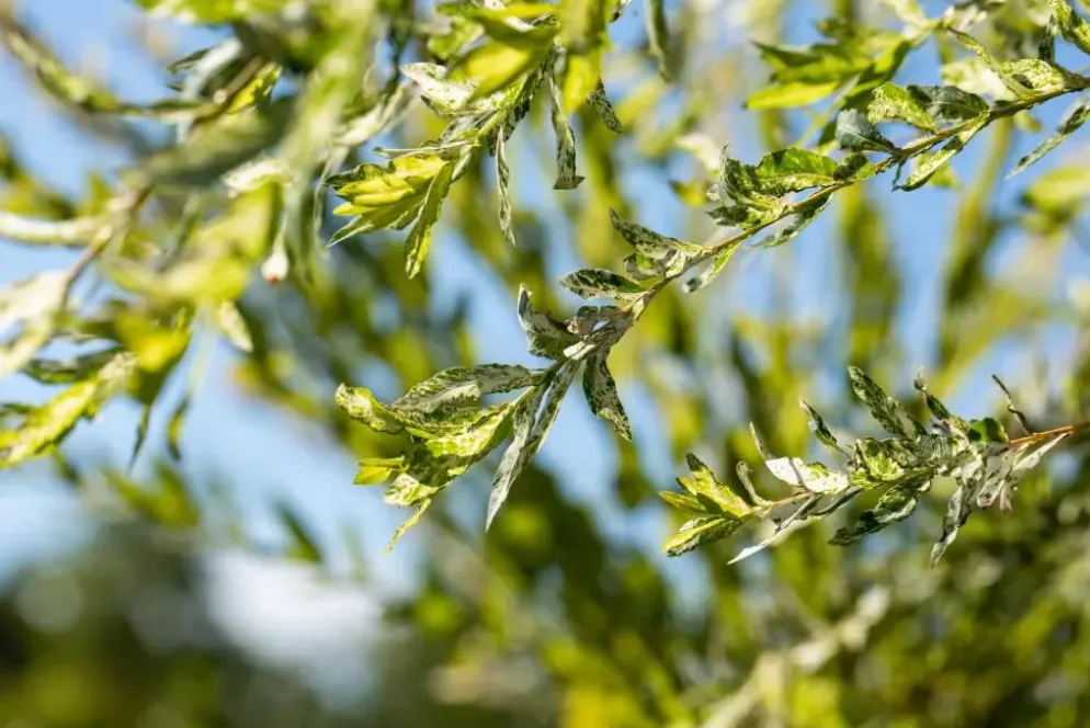 Salix integra 'Hakuro-nishiki' (Bonte wilg) 125cm