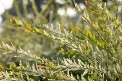 Salix integra 'Hakuro-nishiki' (Bonte wilg) 125cm