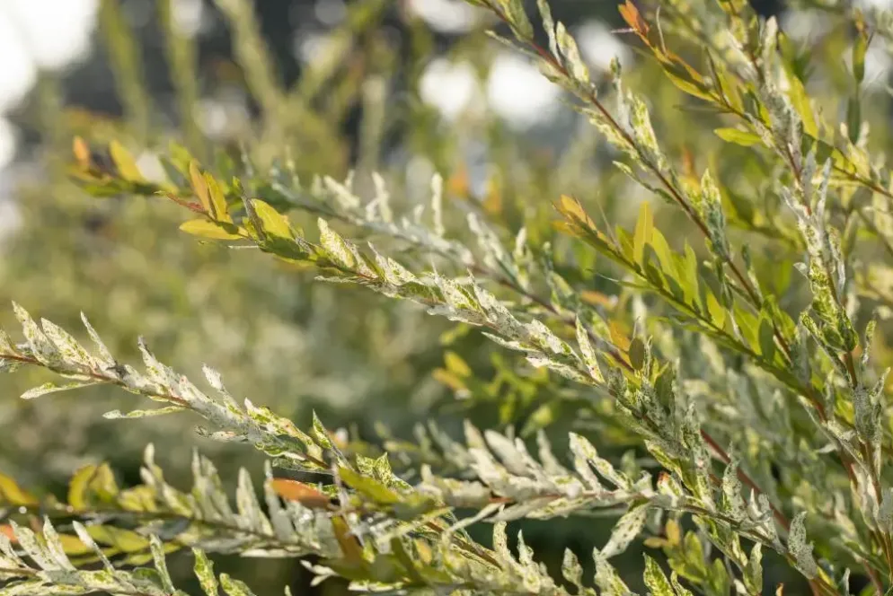 Salix integra 'Hakuro-nishiki' (Bonte wilg) 125cm