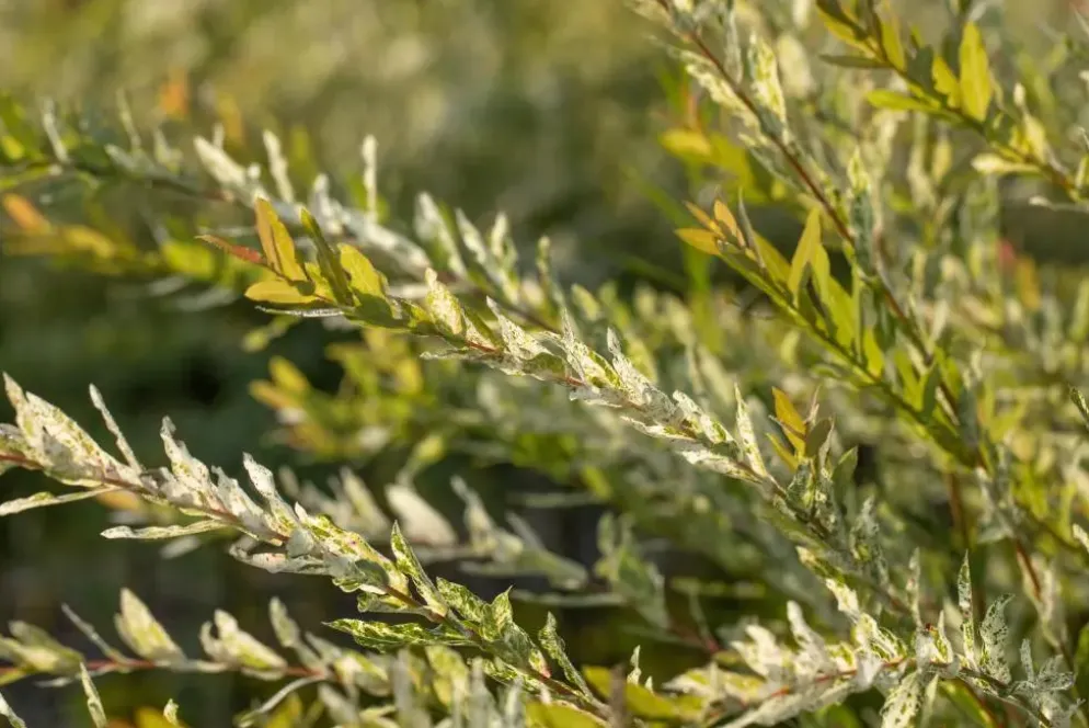 Salix integra 'Hakuro-nishiki' (Bonte wilg) 125cm