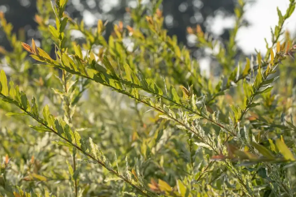 Salix integra 'Hakuro-nishiki' (Bonte wilg) 125cm