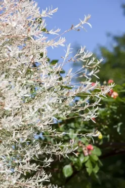 Salix integra 'Hakuro-nishiki' (Bonte wilg) 125cm
