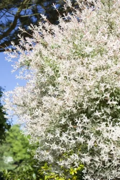 Salix integra 'Hakuro-nishiki' (Bonte wilg) 125cm
