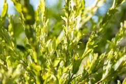 Salix integra 'Hakuro-nishiki' (Bonte wilg) 125cm