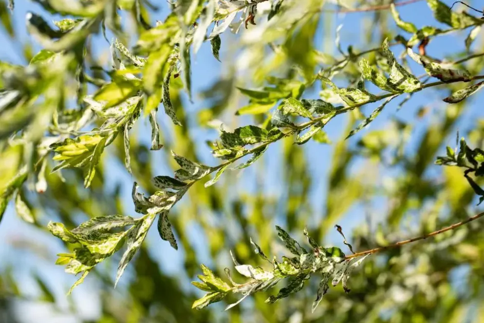 Salix integra 'Hakuro-nishiki' (Bonte wilg) 125cm