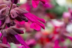 Salvia 'Love & Wishes' (Salie 'Love & Wishes')