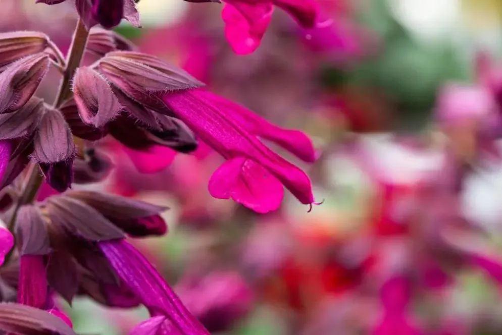 Salvia 'Love & Wishes' (Salie 'Love & Wishes')