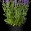 Salvia nemorosa 'Blauhügel' (Salie 'Blauhügel')