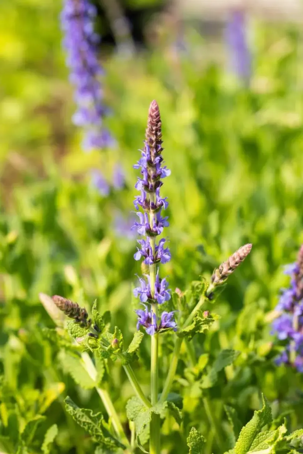 Salvia nemorosa 'Blauhügel' (Salie 'Blauhügel')