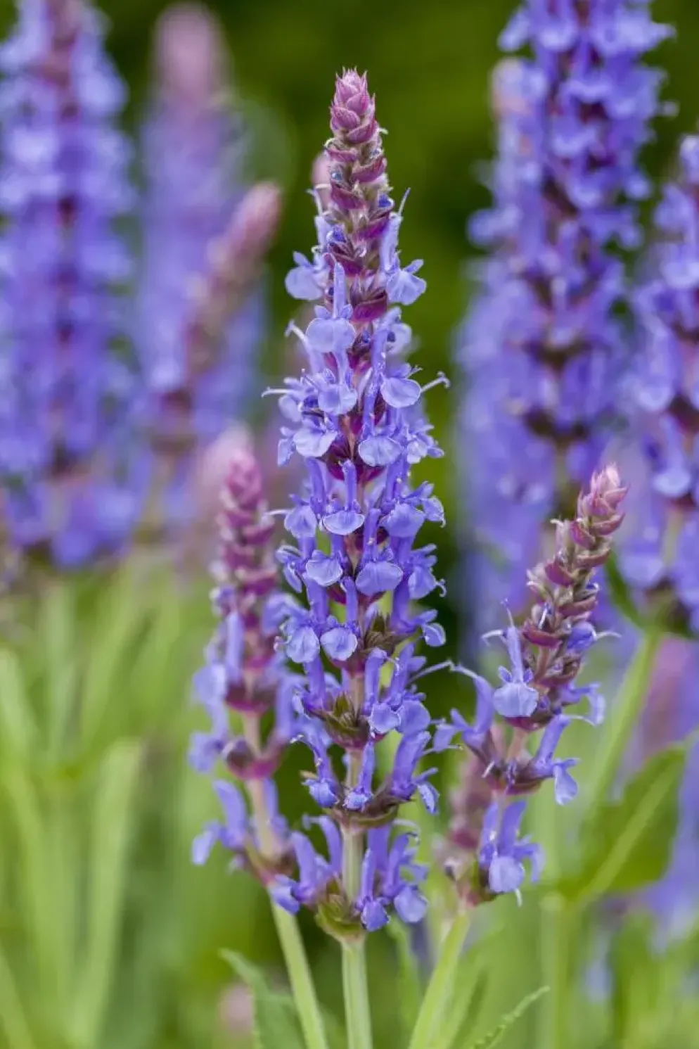 Salvia nemorosa 'Blauhügel' (Salie 'Blauhügel')