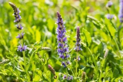 Salvia nemorosa 'Blauhügel' (Salie 'Blauhügel')