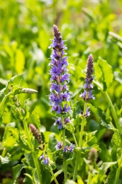 Salvia nemorosa 'Blauhügel' (Salie 'Blauhügel')