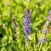 Salvia nemorosa 'Blauhügel' (Salie 'Blauhügel')