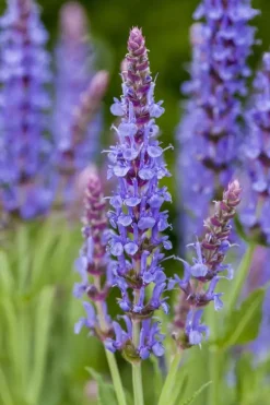 Salvia nemorosa 'Blauhügel' (Salie 'Blauhügel')