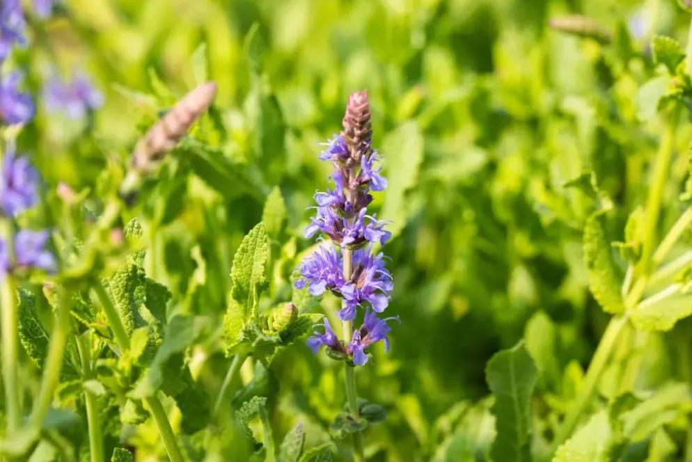 Salvia nemorosa 'Blauhügel' (Salie 'Blauhügel')