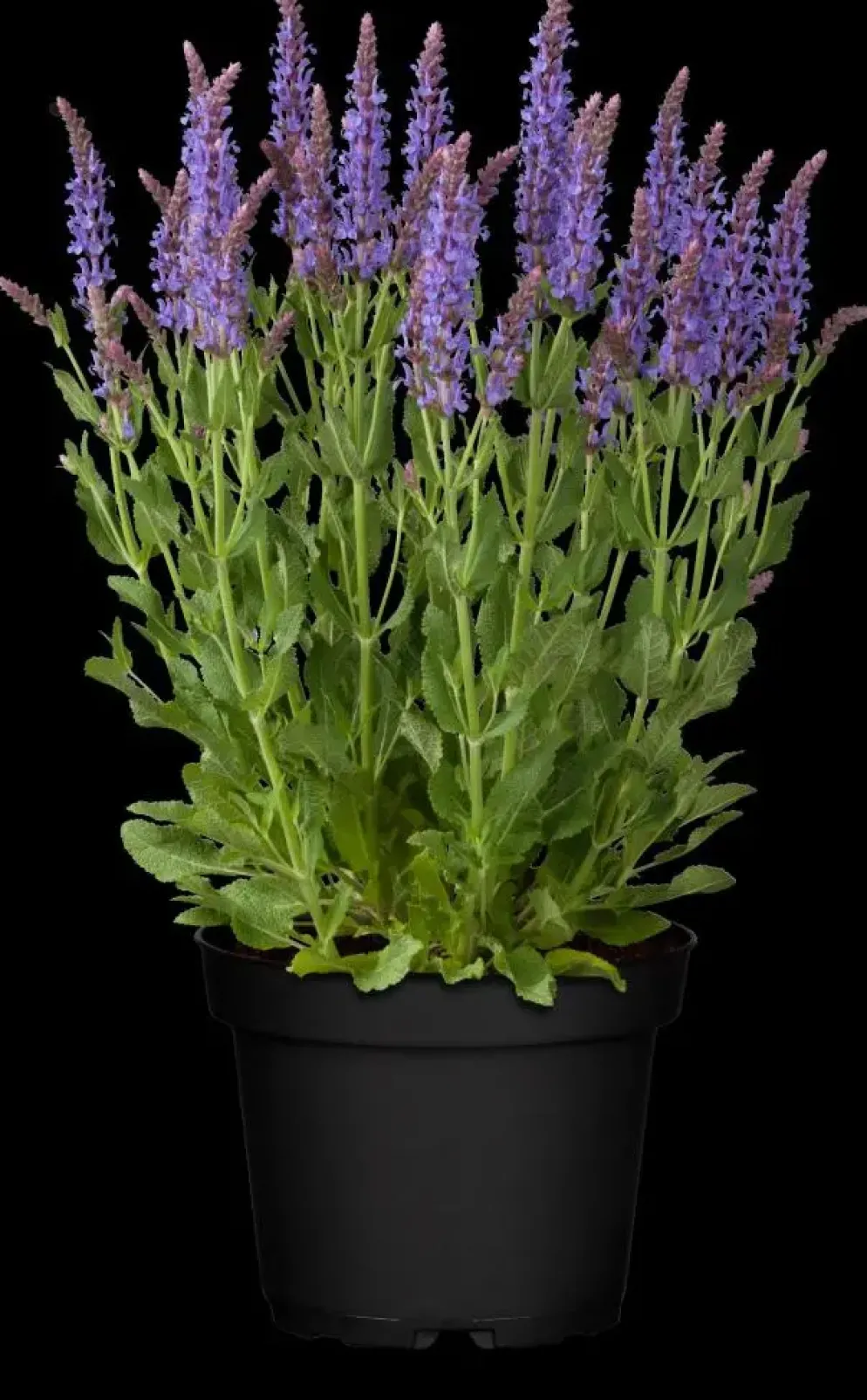 Salvia nemorosa 'Blauhügel' (Salie 'Blauhügel')