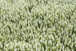 Salvia nemorosa, wit (Bossalie)