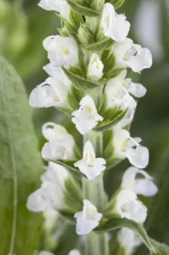 Salvia nemorosa, wit (Bossalie)