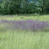 Salvia pratensis (Veldsalie)