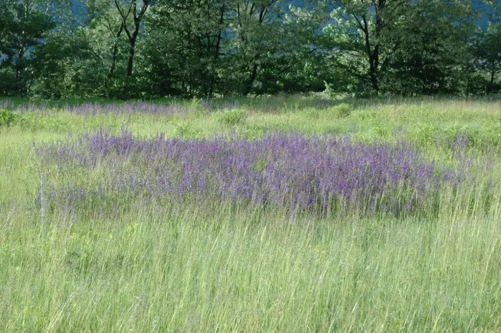 Salvia pratensis (Veldsalie)