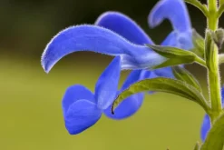 Salvia pratensis (Veldsalie)