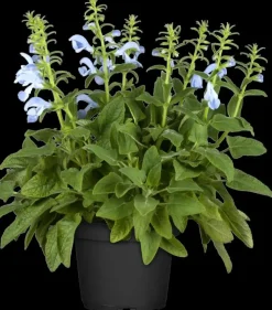 Salvia pratensis (Veldsalie)