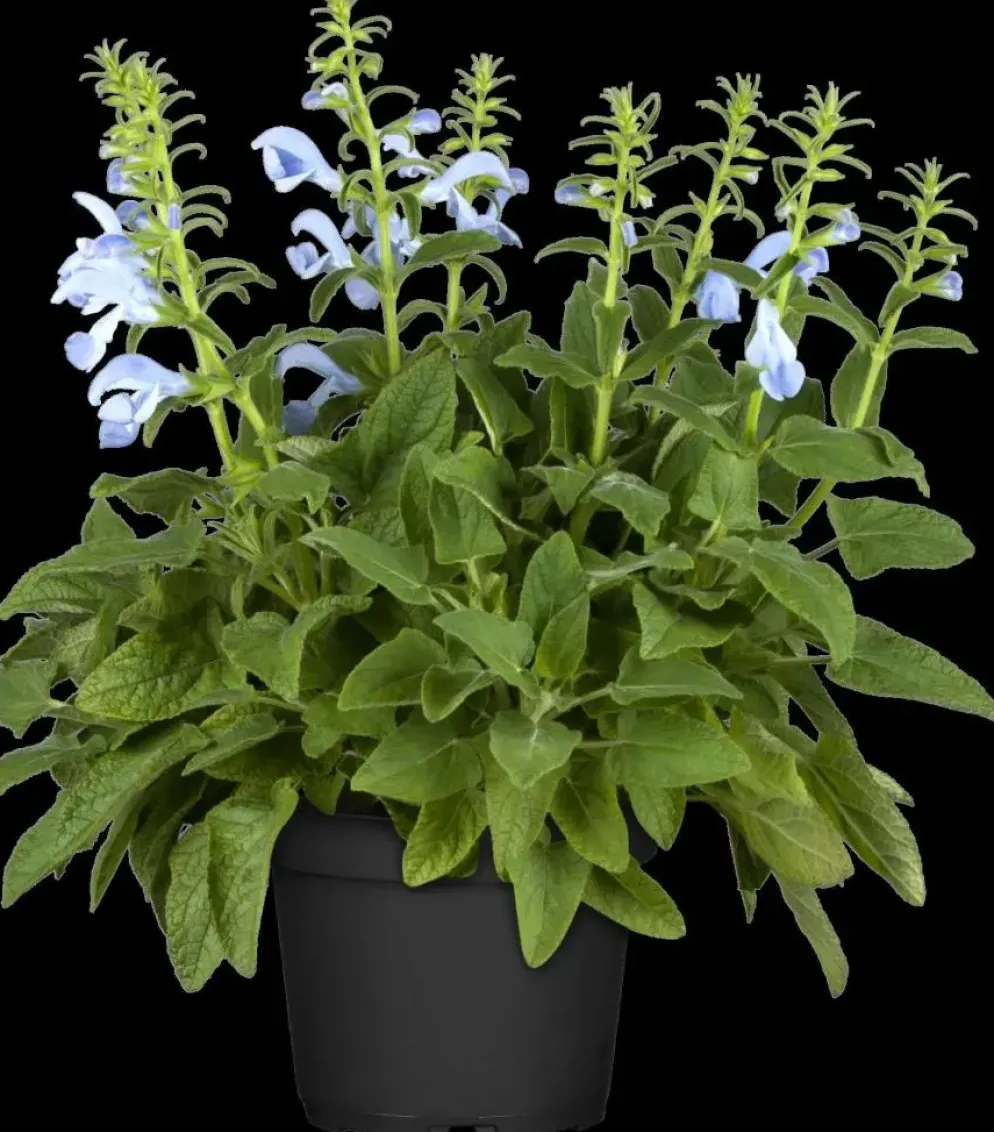 Salvia pratensis (Veldsalie)