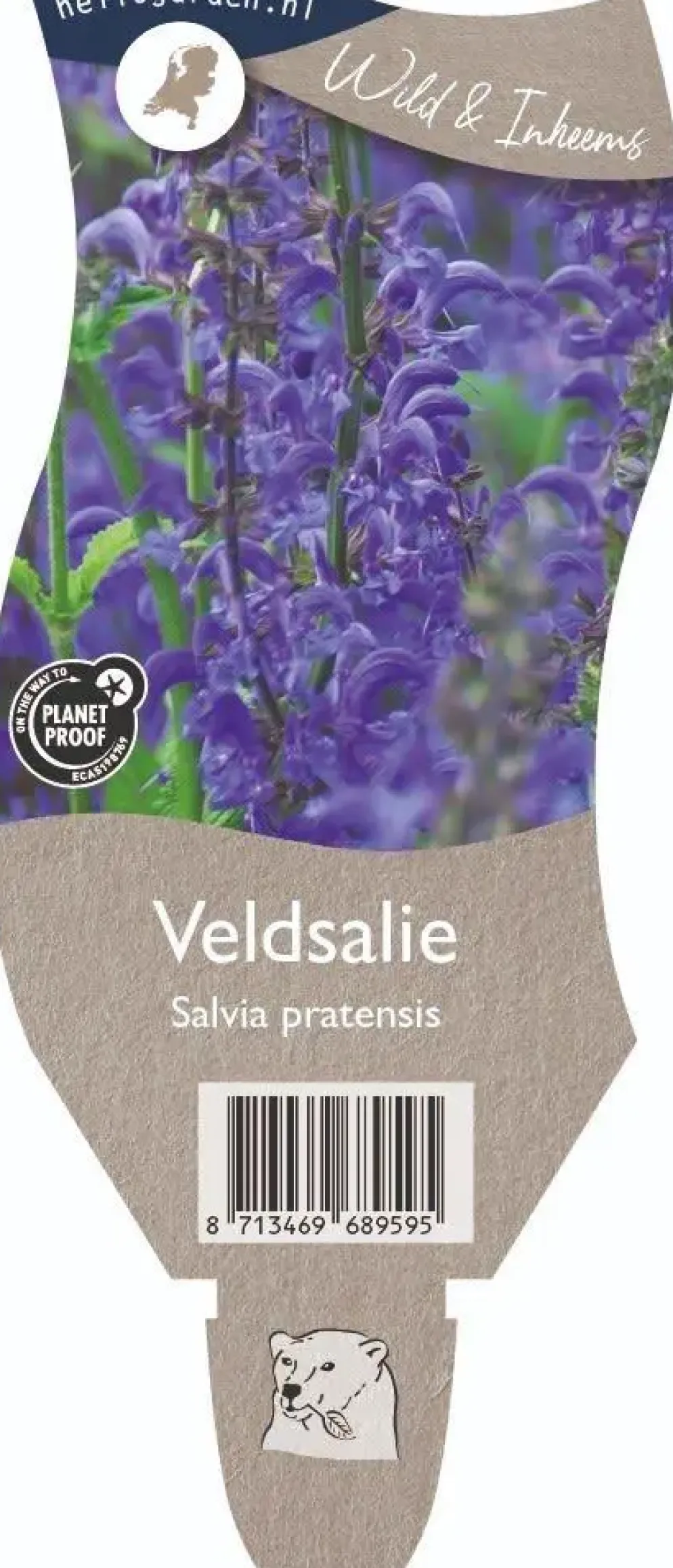 Salvia pratensis (Veldsalie)