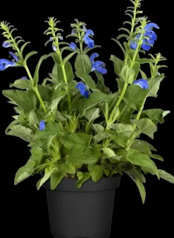 Salvia pratensis (Veldsalie)