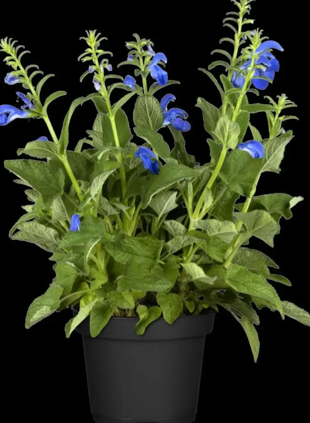 Salvia pratensis (Veldsalie)