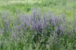 Salvia pratensis (Veldsalie)