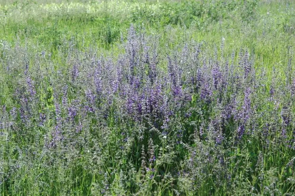 Salvia pratensis (Veldsalie)