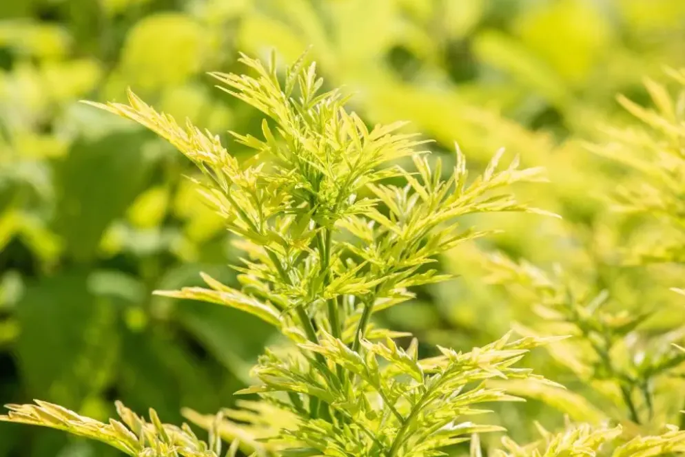 Sambucus nigra 'Golden Tower' (Gewone Vlier 'Golden Tower')