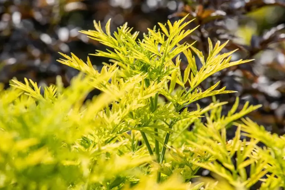 Sambucus nigra 'Golden Tower' (Gewone Vlier 'Golden Tower')