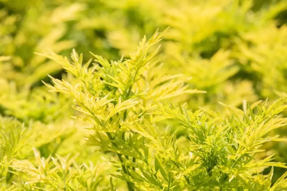 Sambucus nigra 'Golden Tower' (Gewone Vlier 'Golden Tower')