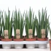 Sansevieria bacularis (Vrouwentong) 40cm